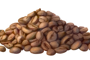 Coffee Beans Pencil Illustration