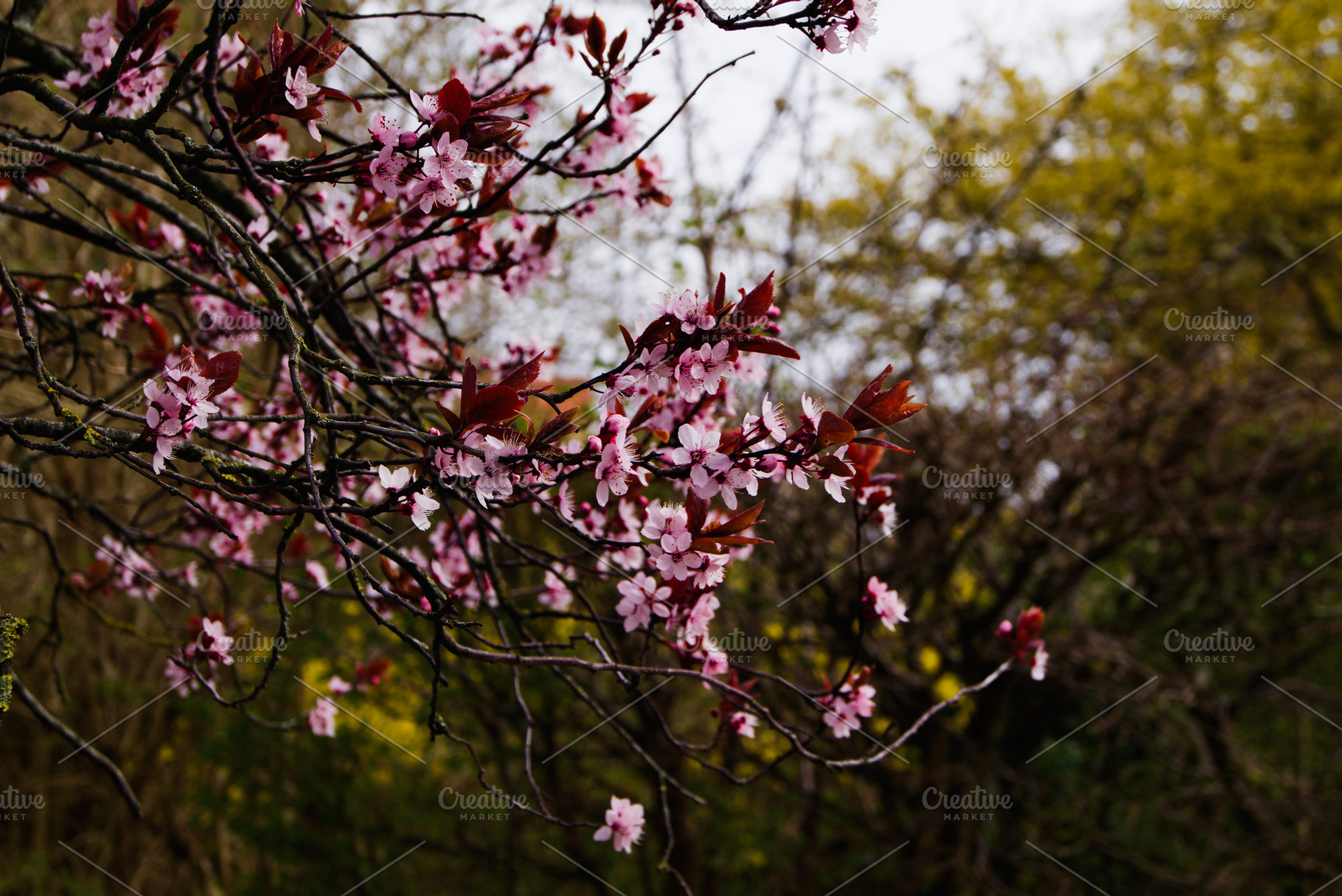 Close-up of blooming pink cherry blossoms during spring in Denmark countryside, a Photo by AS photostudio