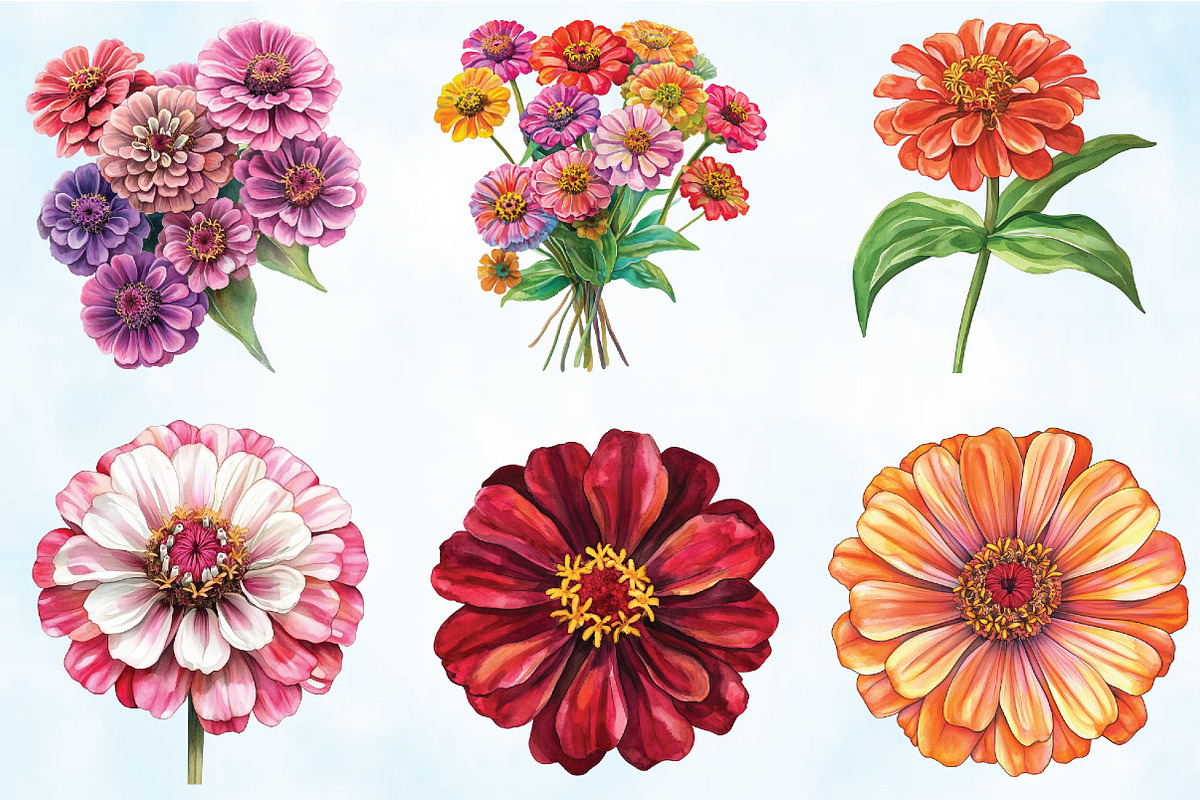 Watercolor Zinnia Flower Clipart, an Illustration by Craft Nest (Photo 4 of 5)