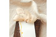 Whimsical Butter Yellow Bows clipart, a Decorative Illustration by Oleksandra Illustrates (Thumbnail 9 of 13)