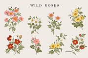 Wild Roses, a Decorative Illustration by olga.korneeva (Thumbnail 4 of 24)