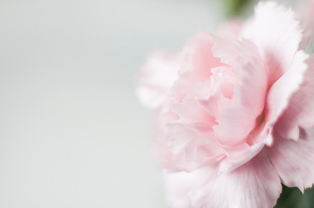 Pink flower stock photo containing carnation and pink