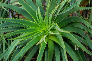 Aloe vera plant displaying vibrant, a Nature Photo by volodymyrshtun13795