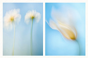 30 Soft Blurred Florals Backgrounds, a Background Graphic by lerinartstudio (Thumbnail 4 of 13)