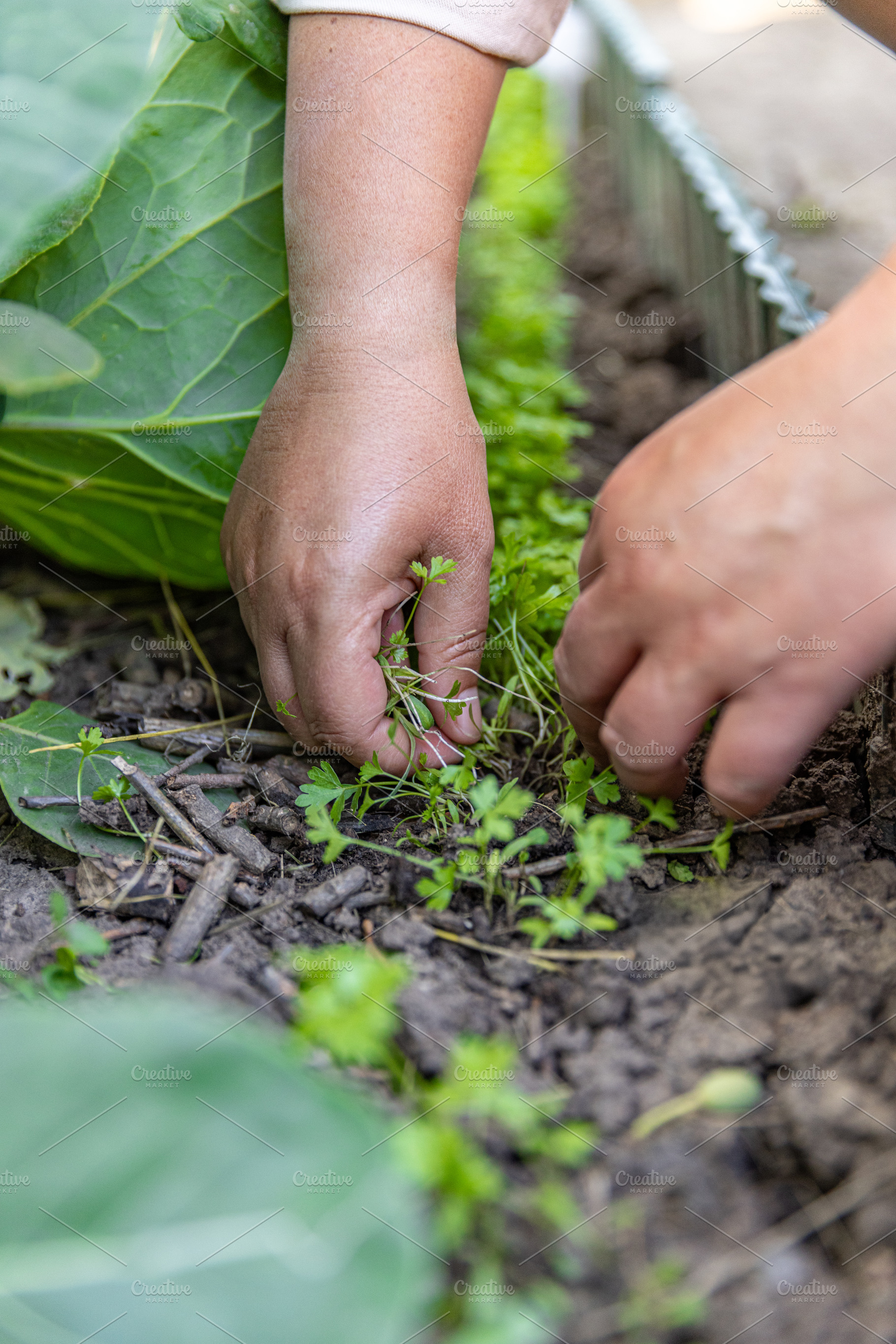 Woman farmer removing weeds, a Food & Drink Photo by Grafvision photography
