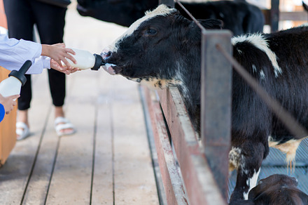 little cow feeding from milk bottle in farm, an Animal Photo by Casanowe-studio
