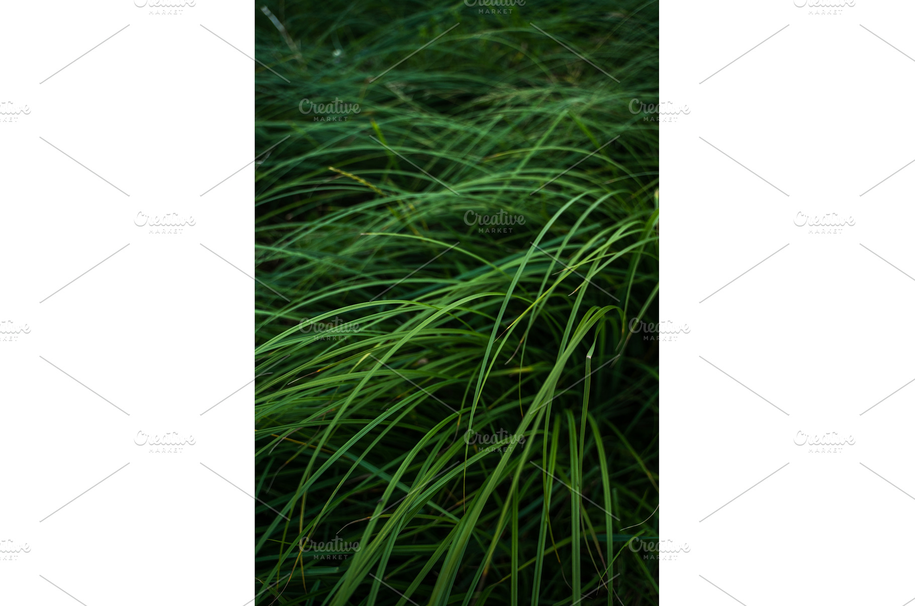 Lush green grass blades forming a, a Nature Photo by volodymyrshtun13795