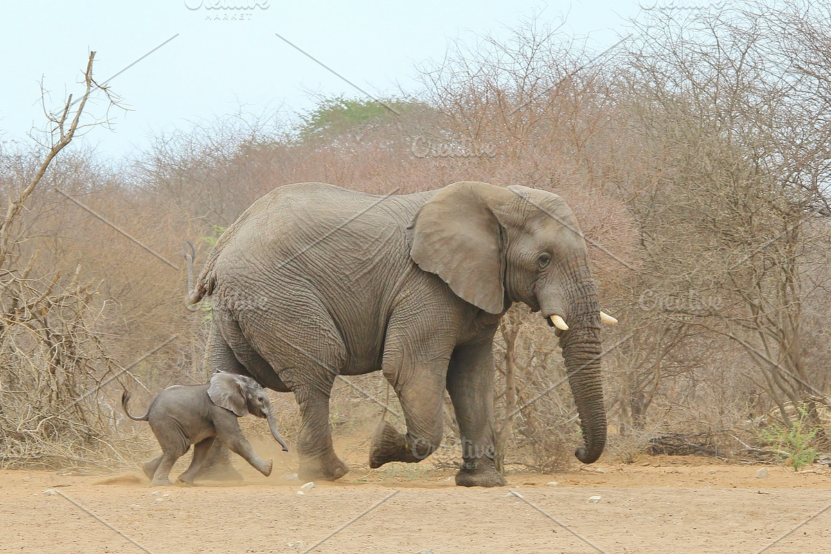 Elephant Power - Cute Baby Animals, an Animal Photo by Wildlife Wonder (Photo 2 of 2)
