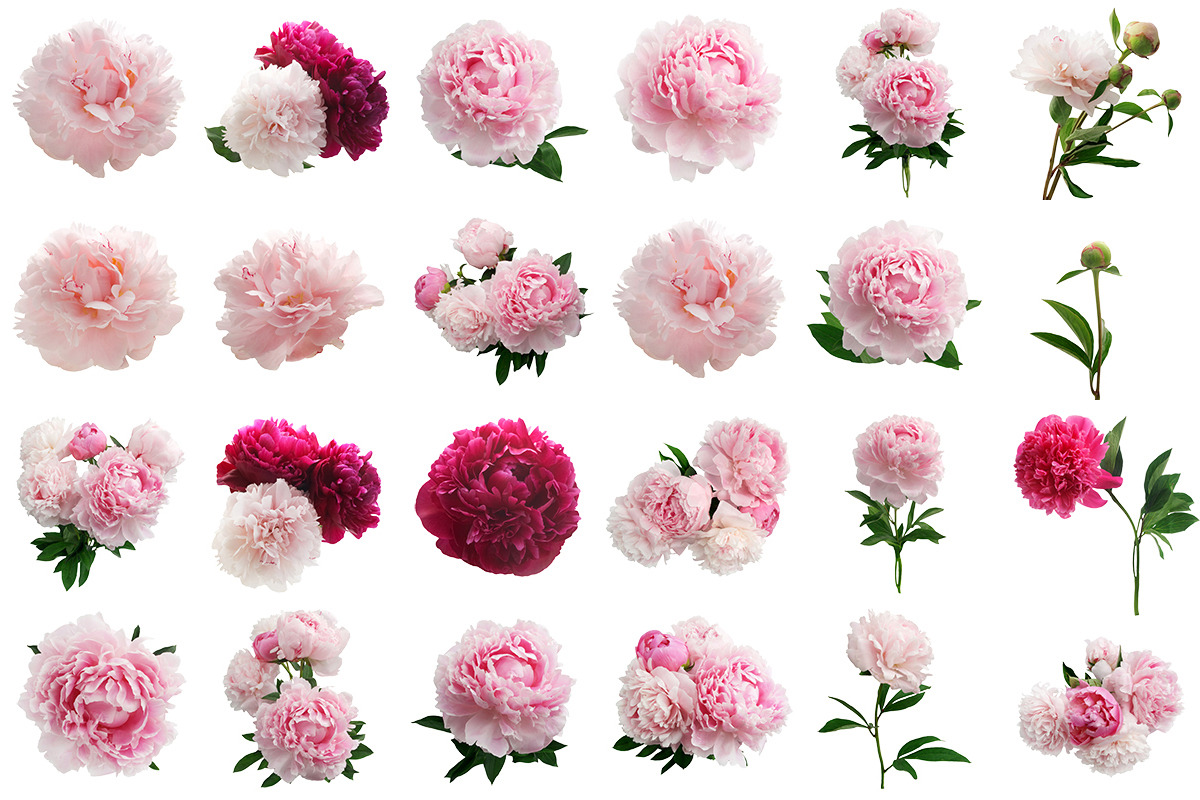 Beautiful Peonies, a Product Mockup by vetre.antanaviciute (Photo 5 of 5)