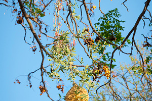 Weaver Bird Nests, an Animal Photo by THP Creative