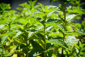 Mint Garden, a Food & Drink Photo by THP Creative