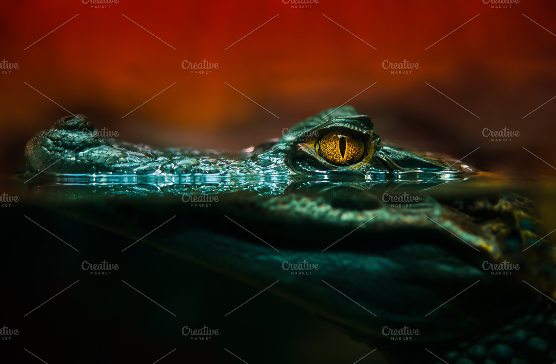 Crocodile alligator close up containing crocodile, alligator, and eye, an Animal Photo by OXYMORON 