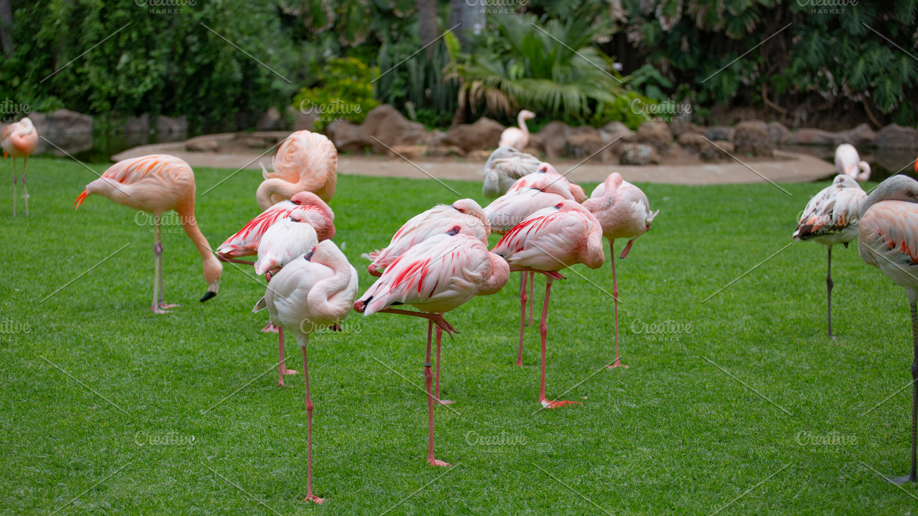 a large flock of birds pink flamingos, a Photo by Pictures for you!!!!!!!!!