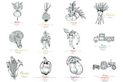 Vector vegetables, a Food Illustration by TashaDraw (Thumbnail 6 of 13)
