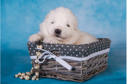 White fluffy small Samoyed puppy dog, an Animal Photo by COLORFUL