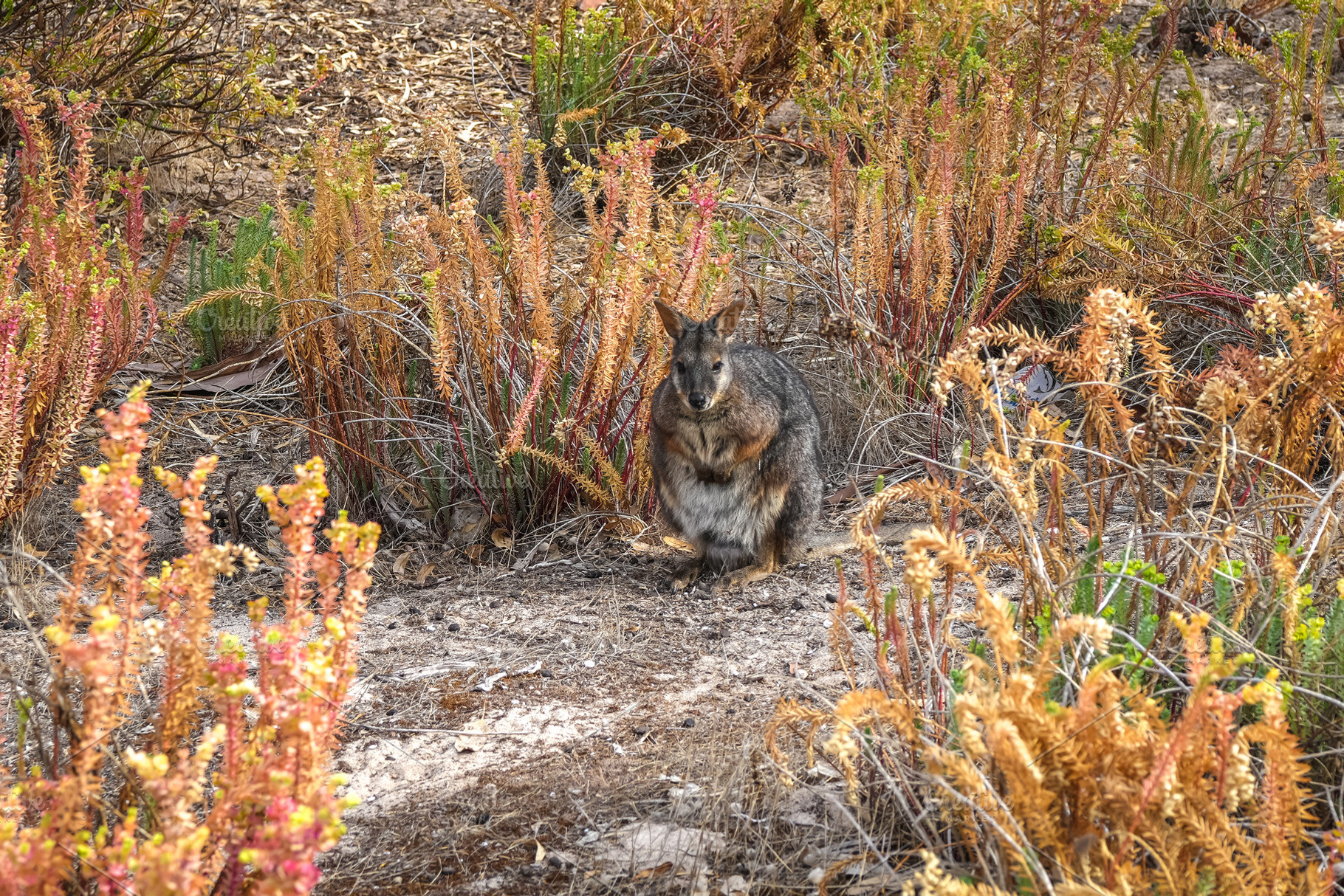 Wallaby standing on forest floor among dry leaves on Kangaroo Is, a Nature Photo by GoodGoods