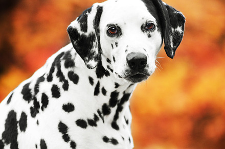 Smilling Dalmatian dog portrait on