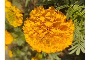 A golden yellow marigold flower, a Nature Photo by LogosDen