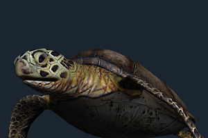 3DRT - Sealife - Turtle, an Animal 3D Model by 3DRT.com