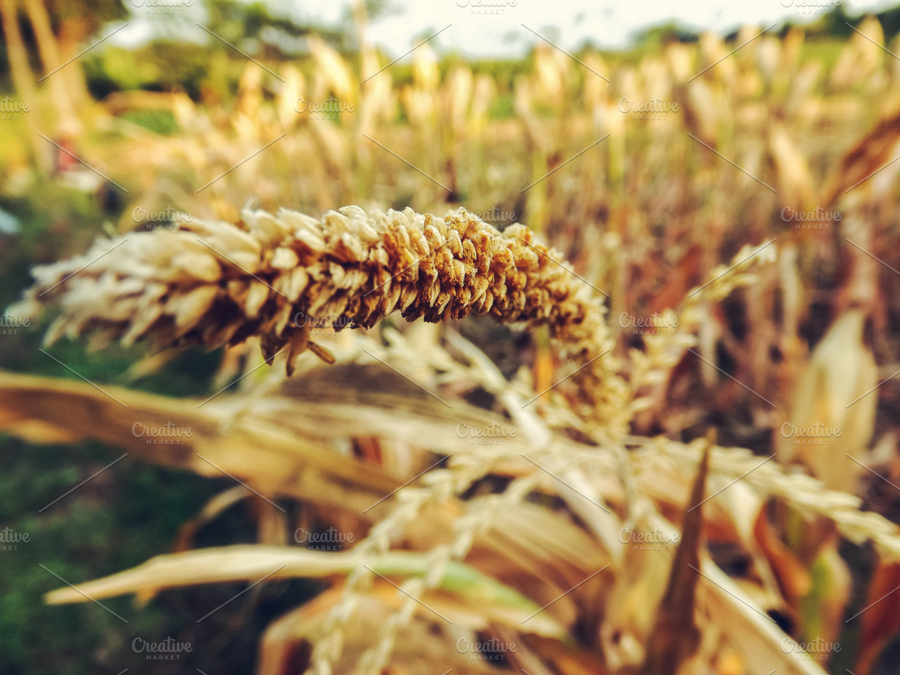 Macro Corn Field, a Nature Photo by alyaphotoworks