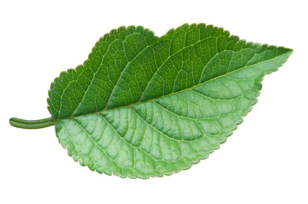 Apple green leaf isolated on white
