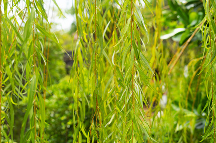 Green vegetable plant leaves of trees in garden pattern surface, a Background Photo by Tampatra