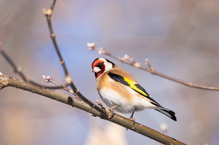 Goldfinch, Carduelis carduelis, perc, an Animal Photo by AlexBush