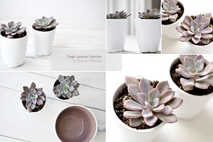Purple Succulents & Neutrals 
