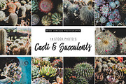 Cacti and Succulents Bundle, a Nature Photo by René Jordaan Photography (Thumbnail 1 of 3)