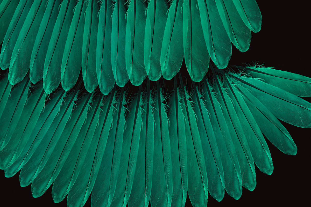 Plumage Atelier. Procreate Brushes, a Brush Add-On by Eldar Zakirov's (Photo 24 of 25)