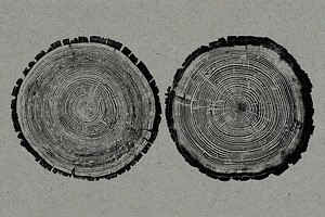 26 Large Tree Ring Textures