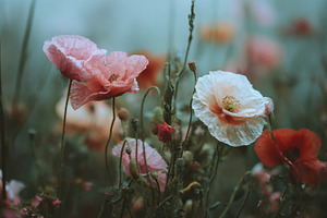 Vibrant poppy flowers in a field, a Photo by Beautiful things