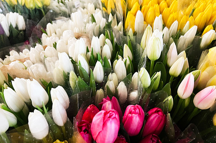 Colorful selection of tulip bouquets arranged in vibrant and fresh floral displ, a Photo by AS photostudio