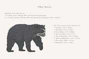 Bear Species Set - Hand-drawn PNGs, an Animal Illustration by LaurenFittonIllustration (Thumbnail 2 of 10)