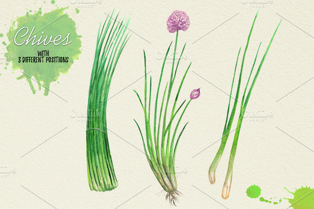 North American Herbs, a Food Illustration by Graphobia (Photo 7 of 21)