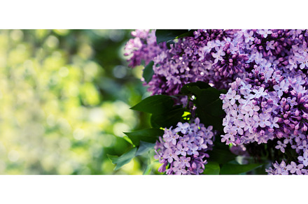 Lilac against blurred background, a Nature Photo by JeanBet