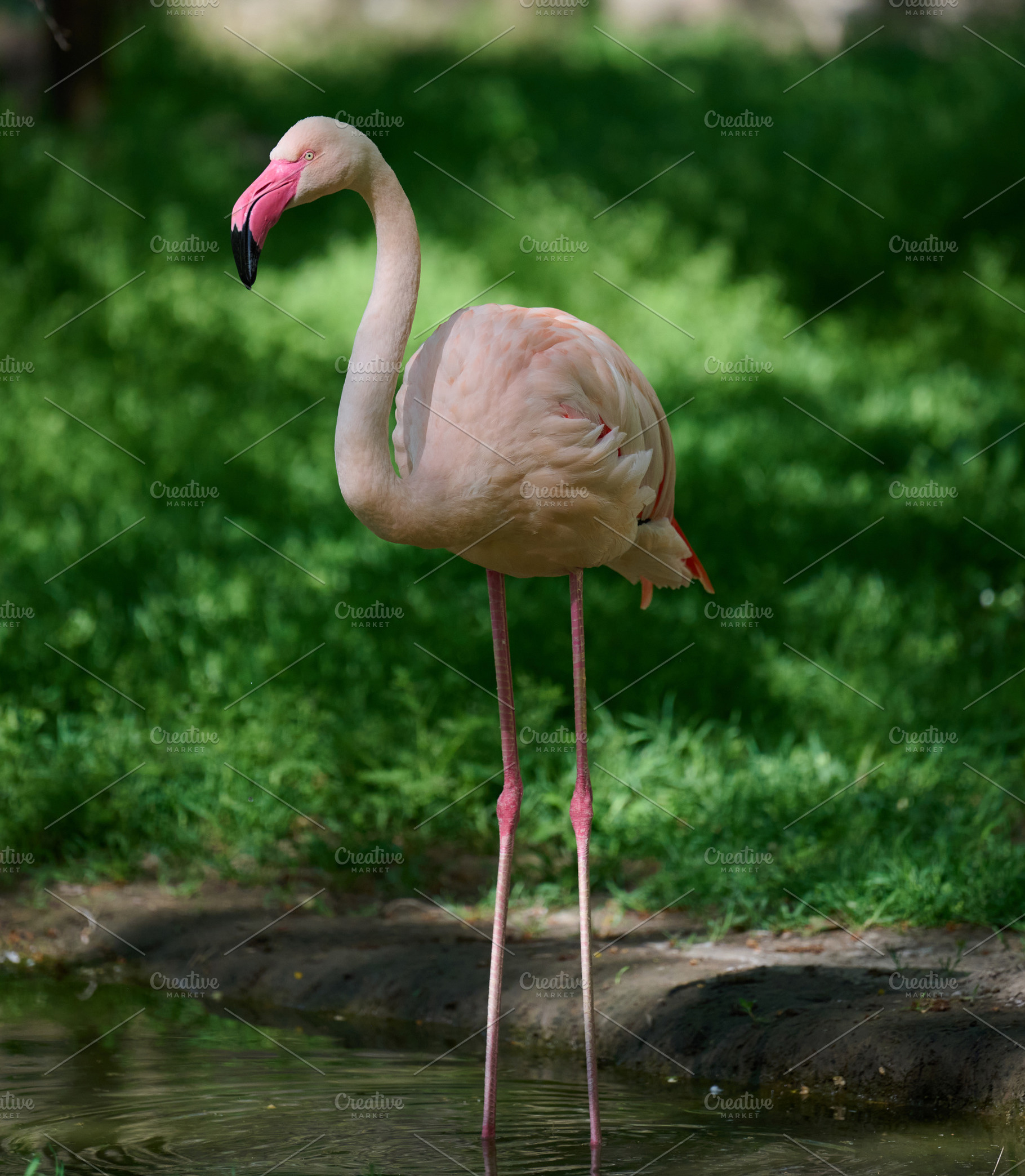 A pale pink flamingo stands tall at the edge of a pond, surround, an Animal Photo by ndanko