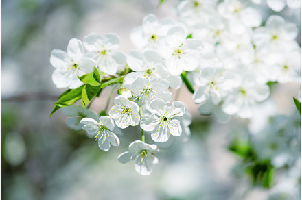 Cherry flowers frame, a Nature Photo by Nature and travel