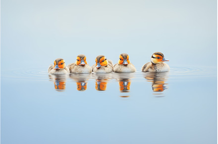 reflection of ducks on calm water, an Animal Photo by Sergey Kotenev