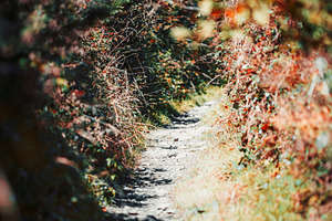 Camino Primitivo forest trail, a Wallpaper Photo by SkyNext