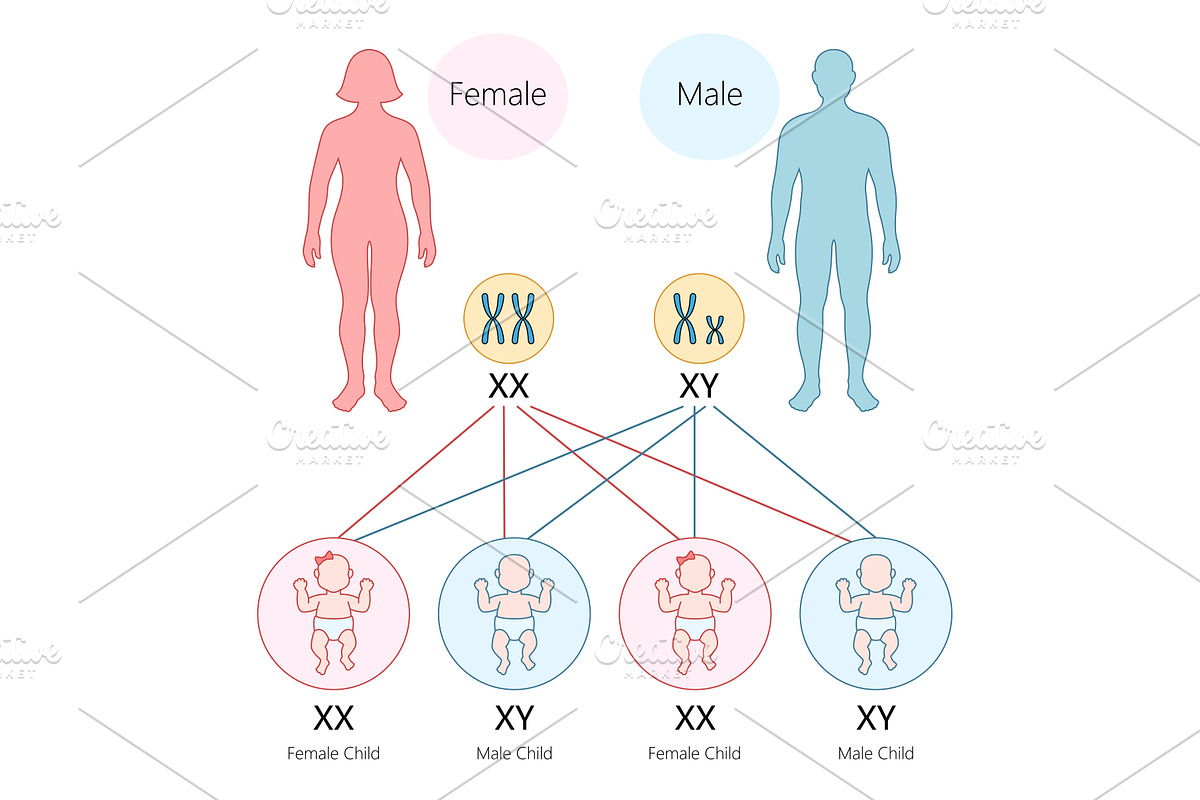 Genetic Diagram of Human, a Healthcare Illustration by AlexArt