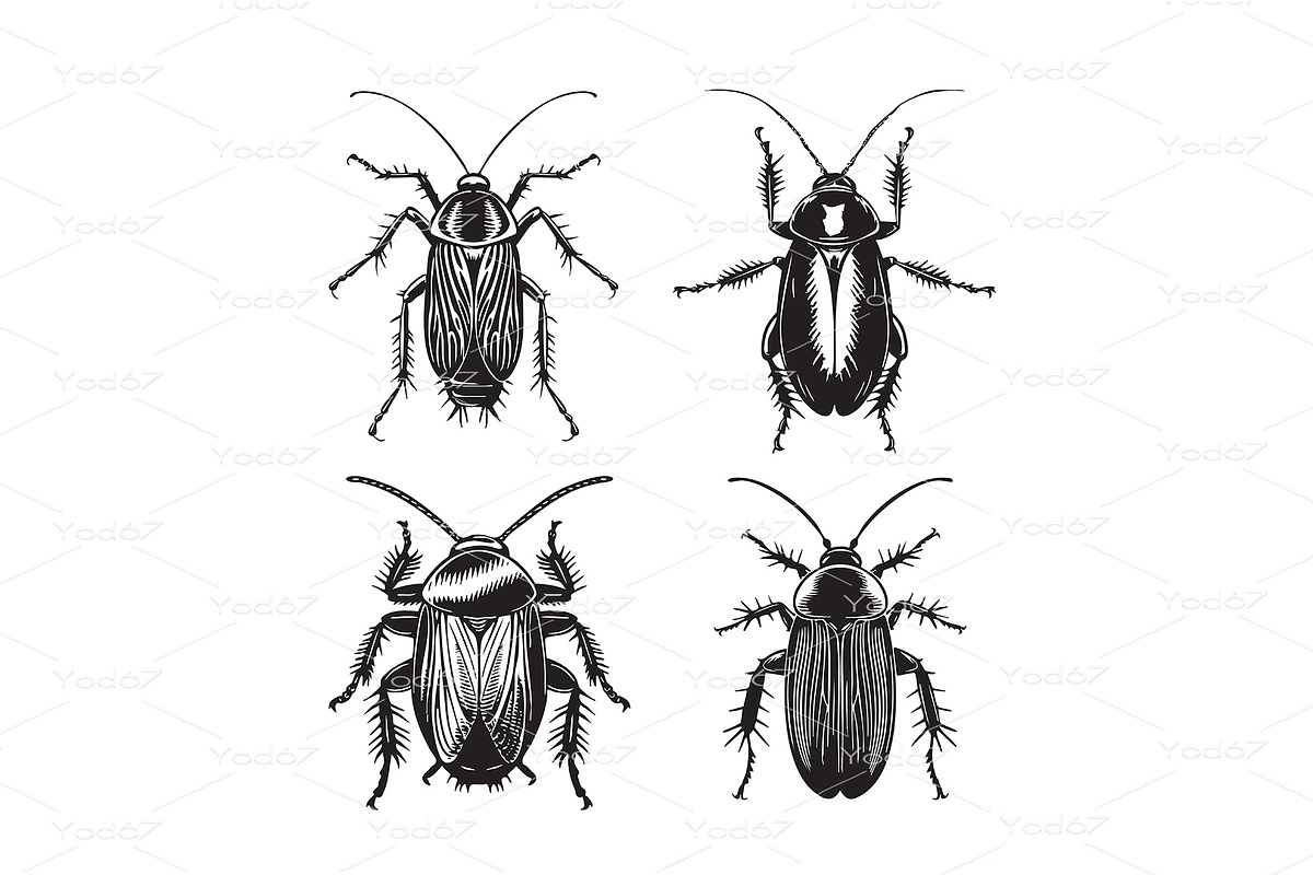 Detailed set of cockroach, an Animal Illustration by yod67