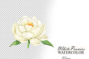 White peonies watercolor clipart, an Illustration by OlDm_Shop (Thumbnail 7 of 10)