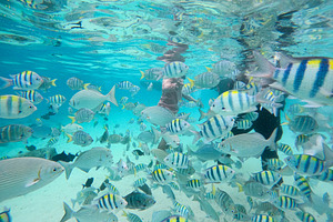 Snorkeling Adventure with Fish, an Animal Photo by bastera