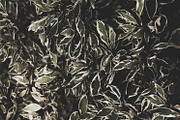 Dark green backgrounds, a Nature Photo by Alekseyliss (Thumbnail 9 of 10)