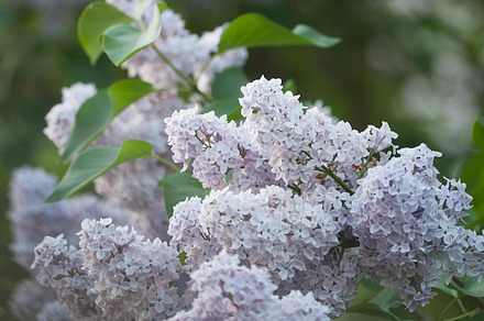 Lilac flowers in a garden, close up, a Nature Photo by Alexander62