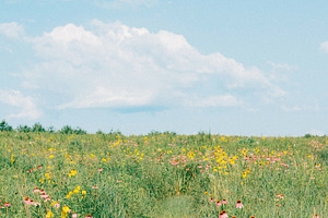 Midwest Summer Prairie