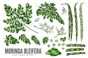 Moringa oleifera sketch vector set, a Food Illustration by Sabelskaya