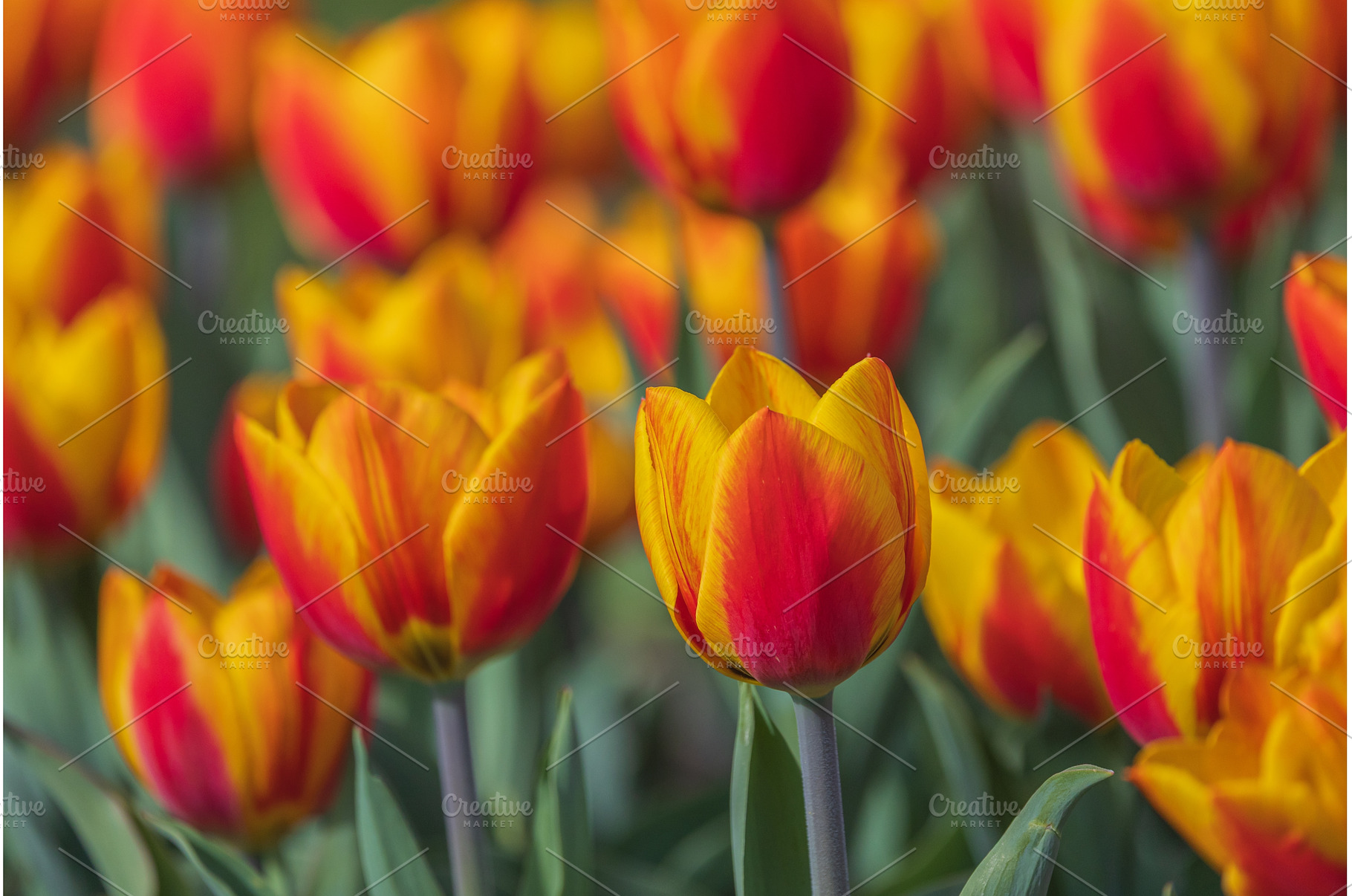 Bicolored red and yellow tulips in, a Nature Photo by Lukas Jonaitis SHOP