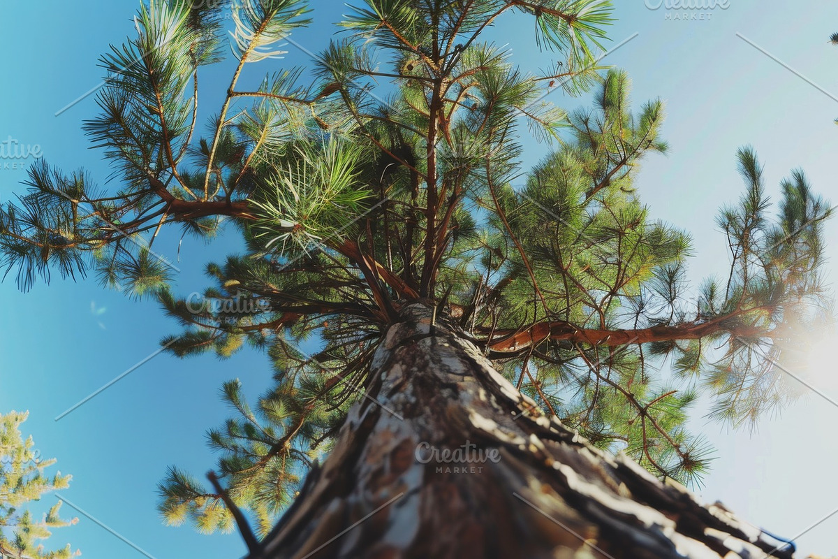 98 Trees view from below, a Nature Photo by Handmadefont (Photo 72 of 98)